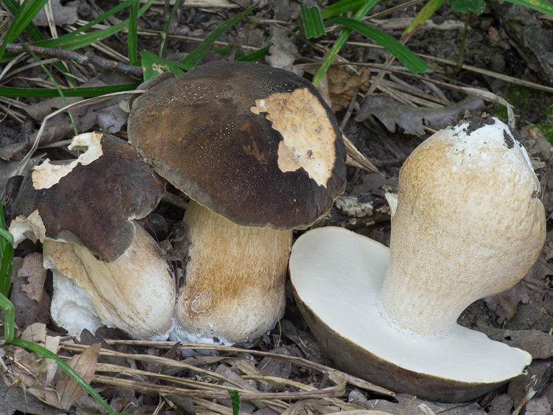 Boletus aereus